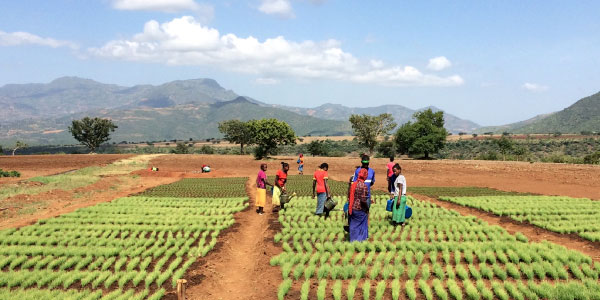 FruitBox Africa